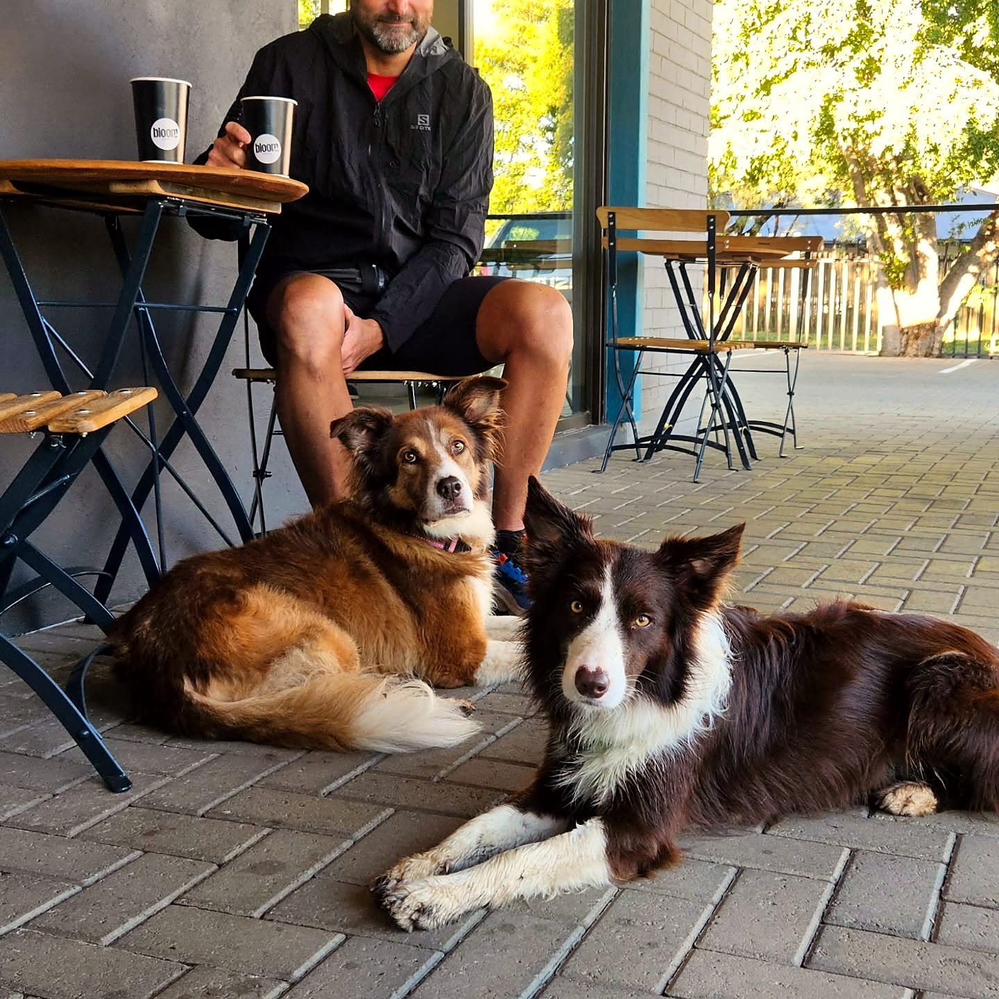 Two dogs relaxing outside Bloom